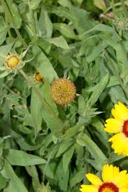 Image result for Pleiotaxis pulcherrima