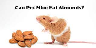 Are Almonds Safe For Mice Food Nutrition For Mice Hutch And Cage