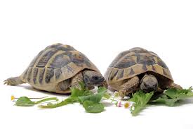 Die meisten halter von griechischen landschildkröten plädieren jedoch für eine nur vorübergehende haltung im terrarium und halten ihre schildkröten lieber im garten in einem frühbeet mit auslauf. Schildkrote Haltung Im Terrarium Zooplus Magazin