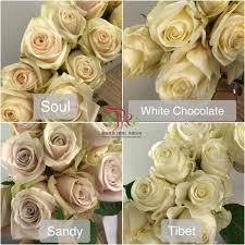The World Is A Rose Smell It And Pass It To Your Friends 我只希望白天能看到你的绽放 夜里能闻到你的芳香 Rose Flowers White Chocolate