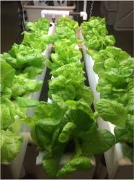 Maybe you would like to learn more about one of these? Hydroponic Lettuce Simple