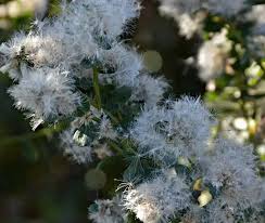 Image result for Commicarpus pilosus