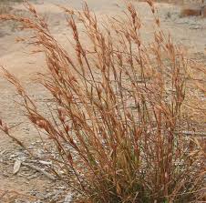 Image result for Themeda triandra