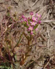 Image result for Exochaenium gracile