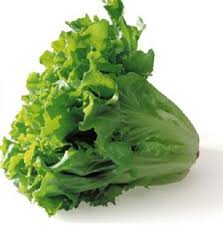 Benih Curled Salad Endive Benih Selada Sayuran