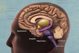 We did not find results for: Dementia Alzheimer S Disease And Aging Brains