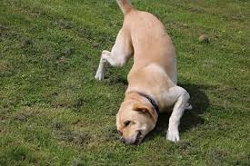 Why does my dog seem bloated? Why Is My Dog Rubbing Their Nose Raw