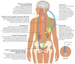 Pin By Alyssa Olsen On Physician Assistant Nursing Notes Medical Knowledge Medical Studies