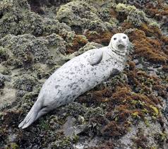 Harbor Seal Duck Harbor Species Guide Inaturalist Org