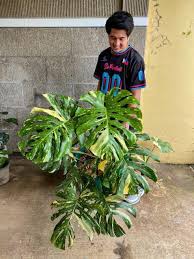 Monstera Deliciosa Thai Constellation Variegated Gardening Flowers Plants On Carousell