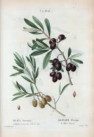 One Of Hundreds Of Thousands Of Free Digital Items From The New York Public Framed Botanical Prints Botanical Printables Botanical Prints