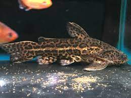 The jaguar catfish is named after the intangible jaguar, and just like its feline namesake, the jaguar catfish can only be found on the south american continent. Jaguar Catfish Liosomadoras Oncinus