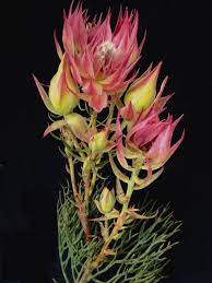 Maybe you would like to learn more about one of these? Dwf Wholesale Florist Phoenix Home Facebook