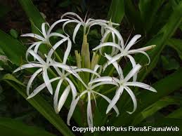 Image result for Crinum aurantiacum