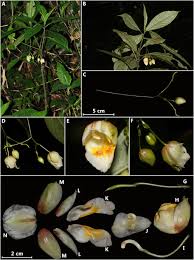 We did not find results for: New Contributions To The Flora Of Myanmar Sciencedirect