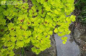 Maybe you would like to learn more about one of these? Plantfiles Pictures Golden Full Moon Maple Japanese Maple Aureum Acer Shirasawanum 1 By Growin