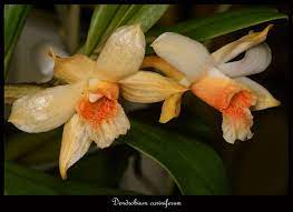 Dendrobium Cariniferum Beautiful Orchids Orchids Garden Orchid Flower