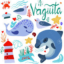 Es una especie endémica de las aguas del golfo de california. Vaquita Marina Vector Illustration Royalty Free Cliparts Vectors And Stock Illustration Image 108049502