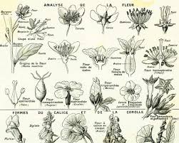 1922 Plant Anatomy Antique Flowers Print Type Of Etsy Vintage Botanical Prints Botanical Prints Vintage Botanical
