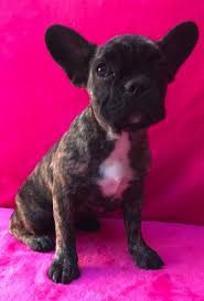 Find the perfect french bulldog puppy for sale in south carolina, sc at puppyfind.com. French Bulldog Puppy For Sale In Charleston Sc Adn 21113 On Puppyfinder Com Gender Female Ag French Bulldog Puppy Puppies For Sale Bulldog Puppies For Sale