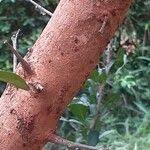 Image result for Searsia pyroides
