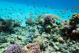Hanauma bay was declared a protected marine life conservation area and underwater park in 1967. An Underwater World Awaits You At Hanauma Bay Just Remember The Park Is Closed On Tuesdays Maui Travel Maui Vacation Oahu Vacation