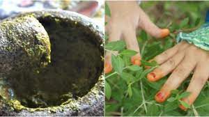 Selain daun inai juga terdapat bunga yang juga dimanfaatkan karena kandungan minyak yang memiliki aroma yang sangat harum. Khasiat Daun Inai Untuk Kecantikan Dalaman Wanita Yang Ramai Tak Tahu Kartel Dakwah