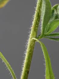 Image result for Andropterum