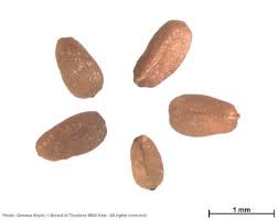 Image result for Athroisma gracile