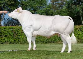 How to use belgian blue in a sentence. Belgian Blue Beef Breeds