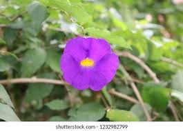 Image result for Thunbergia vogeliana