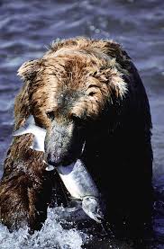 Alaskan Brown Bear Eating Fish Jigsaw Puzzle by Phil A. Dotson