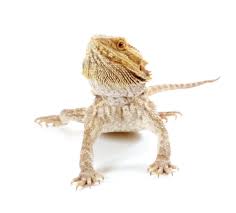 Our inventory of bearded dragons for sale are always changing and our website is regularly being updated. Bearded Dragons For Sale Reptiles For Sale