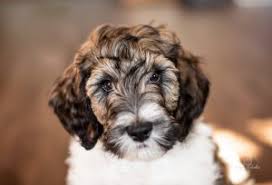 Don't miss what's happening in your neighborhood. Labradoodle Breeders In Kansas Top Picks 2021 We Love Doodles