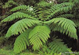 Image result for Cyathea thomsonii