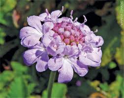 Image result for Teedia lucida