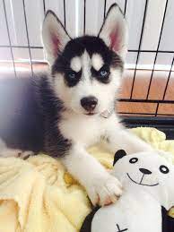Piercing Blue Eyes Of A Siberian Husky Pet Dogs Husky Siberian Husky