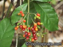 Image result for Psychotria kirkii