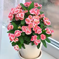 Image result for Euphorbia unicornis