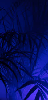 Palm Trees Blue Theme Blue Theme Wallpaper Hd 1440x2960 Download Hd Wallpaper Wallpapertip Download blue wallpapers hd, beautiful and cool high quality background images collection for your device. palm trees blue theme blue theme