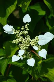 Maybe you would like to learn more about one of these? 20 Best Flowering Vines Best Wall Climbing Vines To Plant