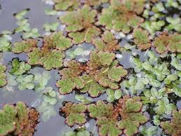 Image result for Azolla filiculoides