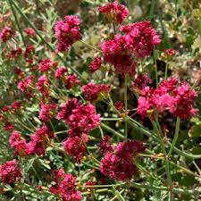 Image result for Catunaregam stenocarpa