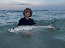 Image result for Dicoma arenaria