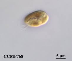 Image result for Hypselodelphys