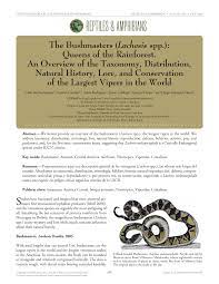 Pdf The Bushmasters Lachesis Spp Queens Of The Rainforest An Overview Of The Taxonomy Distribution Natural History Lore And Conservation Of The Largest Vipers In The World