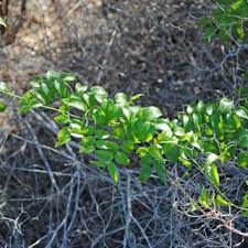 Image result for Asparagus asparagoides