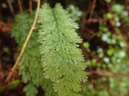 Image result for Abrodictyum rigidum