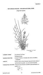 Image result for Eragrostis welwitschii