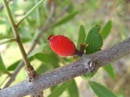 Image result for Tapinanthus